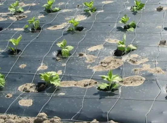 Mulch Films