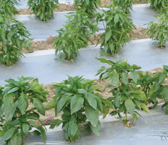 REFLECTIVE MULCH FILMS